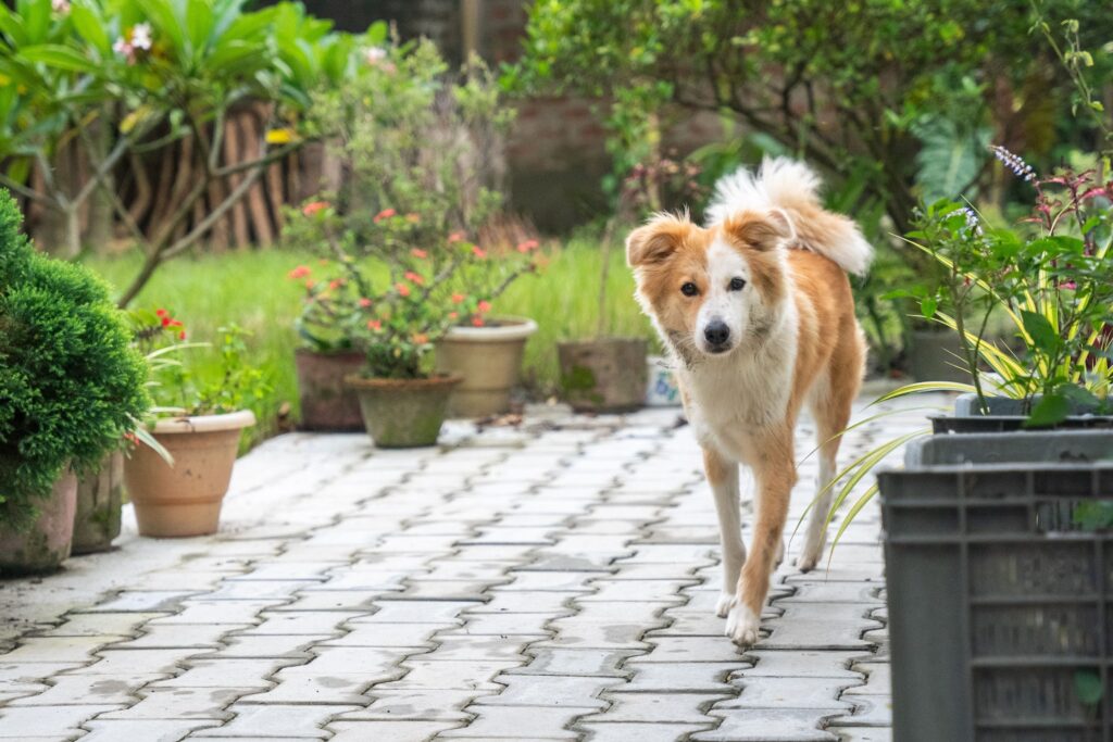 ferienhaus elsass mit hund